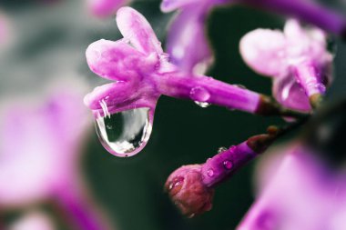 İlkbaharda yağmur suyu damlayan taze leylak çiçeği.