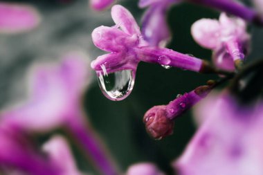 İlkbaharda yağmur suyu damlayan taze leylak çiçeği.
