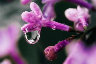 İlkbaharda yağmur suyu damlayan taze leylak çiçeği.