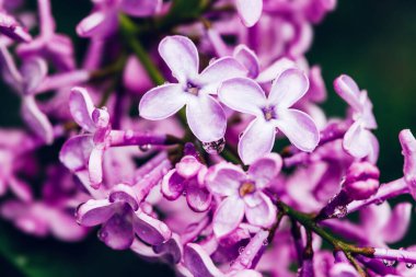 İlkbaharda yağmur suyu damlayan taze leylak çiçeği.