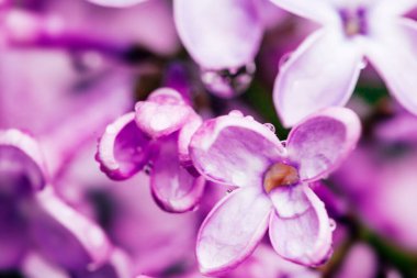 İlkbaharda yağmur suyu damlayan taze leylak çiçeği.