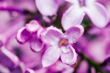 İlkbaharda yağmur suyu damlayan taze leylak çiçeği.