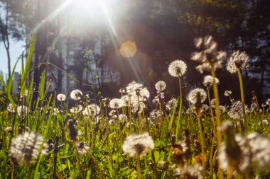 Beyaz yaşlı karahindibalar güneş altında çayırda, gün batımında