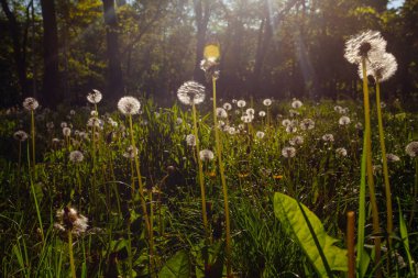 Beyaz yaşlı karahindibalar güneş altında çayırda, gün batımında