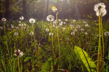 Beyaz yaşlı karahindibalar güneş altında çayırda, gün batımında