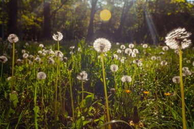 Beyaz yaşlı karahindibalar güneş altında çayırda, gün batımında