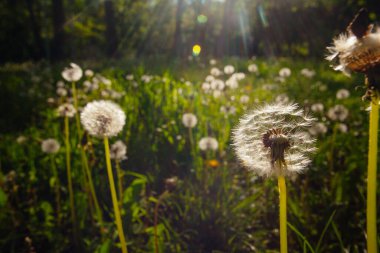 Beyaz yaşlı karahindibalar güneş altında çayırda, gün batımında