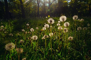 Beyaz yaşlı karahindibalar güneş altında çayırda, gün batımında