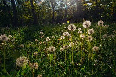 Beyaz yaşlı karahindibalar güneş altında çayırda, gün batımında