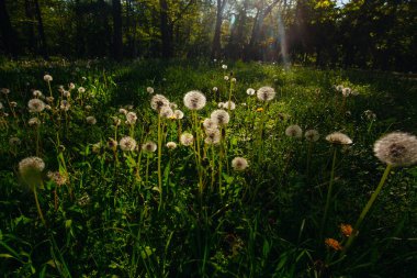 Beyaz yaşlı karahindibalar güneş altında çayırda, gün batımında
