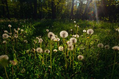 Beyaz yaşlı karahindibalar güneş altında çayırda, gün batımında