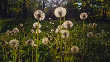 Beyaz yaşlı karahindibalar güneş altında çayırda, gün batımında