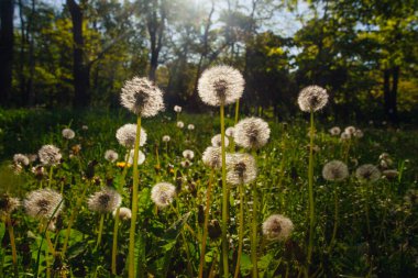 Beyaz yaşlı karahindibalar güneş altında çayırda, gün batımında