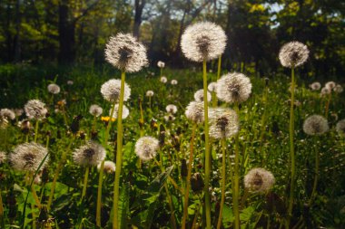 Beyaz yaşlı karahindibalar güneş altında çayırda, gün batımında