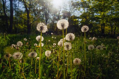 Beyaz yaşlı karahindibalar güneş altında çayırda, gün batımında