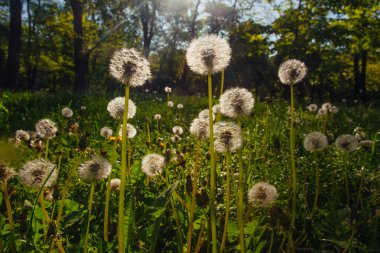 Beyaz yaşlı karahindibalar güneş altında çayırda, gün batımında