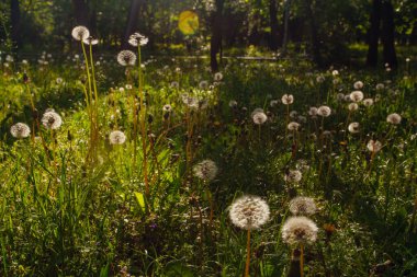 Beyaz yaşlı karahindibalar güneş altında çayırda, gün batımında