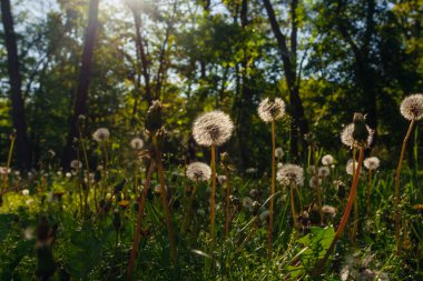 Beyaz yaşlı karahindibalar güneş altında çayırda, gün batımında