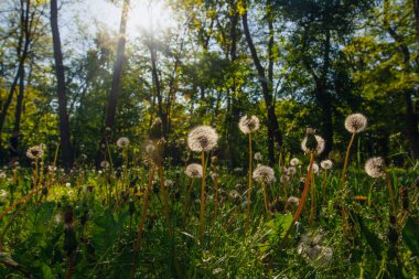 Beyaz yaşlı karahindibalar güneş altında çayırda, gün batımında