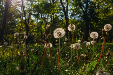 Beyaz yaşlı karahindibalar güneş altında çayırda, gün batımında