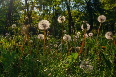 Beyaz yaşlı karahindibalar güneş altında çayırda, gün batımında
