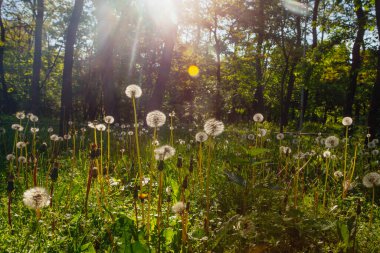 Beyaz yaşlı karahindibalar güneş altında çayırda, gün batımında