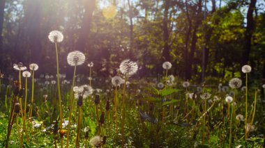 Beyaz yaşlı karahindibalar güneş altında çayırda, gün batımında
