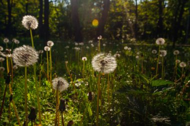 Beyaz yaşlı karahindibalar güneş altında çayırda, gün batımında
