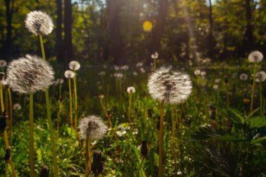 Beyaz yaşlı karahindibalar güneş altında çayırda, gün batımında