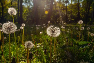 Beyaz yaşlı karahindibalar güneş altında çayırda, gün batımında