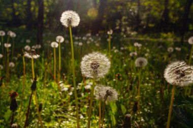 Beyaz yaşlı karahindibalar güneş altında çayırda, gün batımında