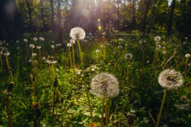 Beyaz yaşlı karahindibalar güneş altında çayırda, gün batımında