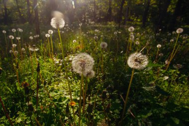 Beyaz yaşlı karahindibalar güneş altında çayırda, gün batımında