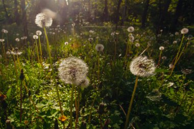 Beyaz yaşlı karahindibalar güneş altında çayırda, gün batımında