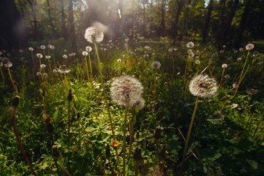 Beyaz yaşlı karahindibalar güneş altında çayırda, gün batımında