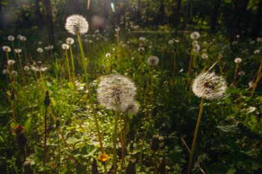 Beyaz yaşlı karahindibalar güneş altında çayırda, gün batımında