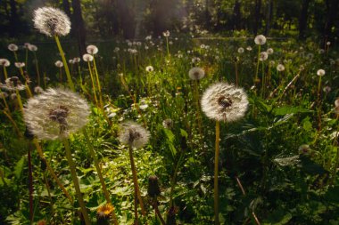 Beyaz yaşlı karahindibalar güneş altında çayırda, gün batımında