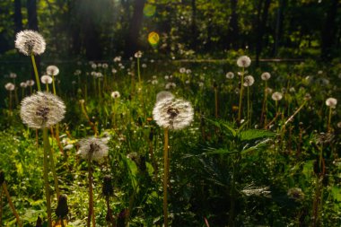 Beyaz yaşlı karahindibalar güneş altında çayırda, gün batımında