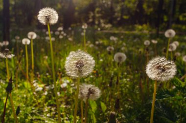 Beyaz yaşlı karahindibalar güneş altında çayırda, gün batımında