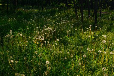 Beyaz yaşlı karahindibalar güneş altında çayırda, gün batımında