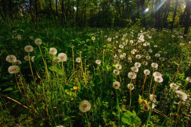 Beyaz yaşlı karahindibalar güneş altında çayırda, gün batımında