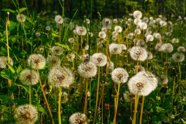 Beyaz yaşlı karahindibalar güneş altında çayırda, gün batımında