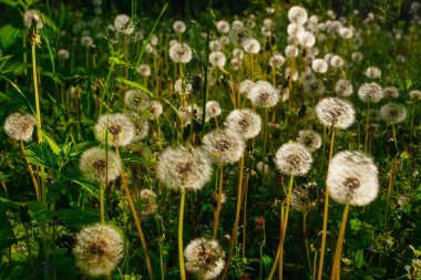 Beyaz yaşlı karahindibalar güneş altında çayırda, gün batımında