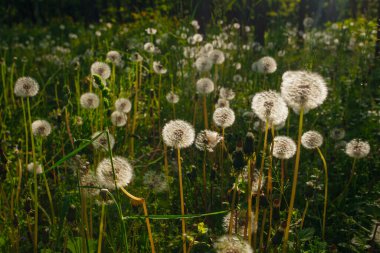 Beyaz yaşlı karahindibalar güneş altında çayırda, gün batımında