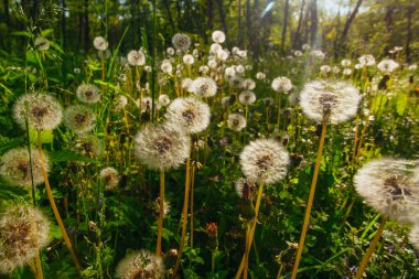 Beyaz yaşlı karahindibalar güneş altında çayırda, gün batımında
