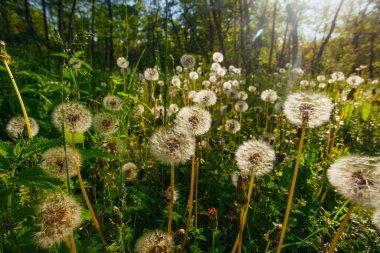 Beyaz yaşlı karahindibalar güneş altında çayırda, gün batımında