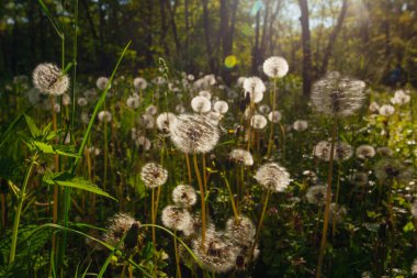 Beyaz yaşlı karahindibalar güneş altında çayırda, gün batımında