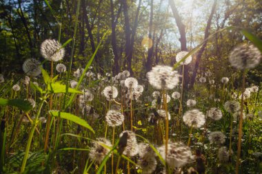 Beyaz yaşlı karahindibalar güneş altında çayırda, gün batımında
