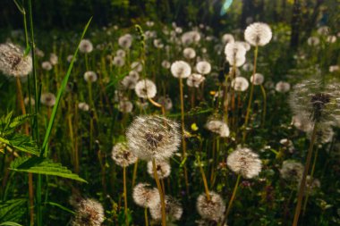 Beyaz yaşlı karahindibalar güneş altında çayırda, gün batımında