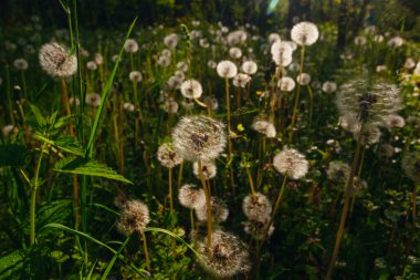 Beyaz yaşlı karahindibalar güneş altında çayırda, gün batımında